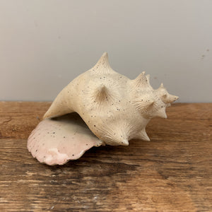 Clay Night | August 13 - Sea Shell